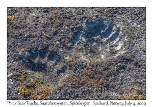 Polar Bear Tracks