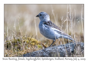 Snow Bunting