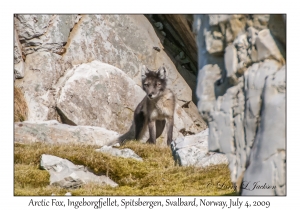 Arctic Fox