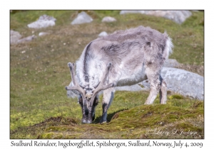 Svalbard Reindeer