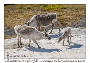 Svalbard Reindeer