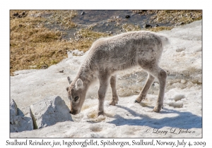 Svalbard Reindeer