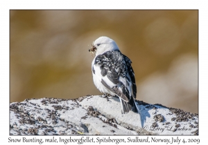 Snow Bunting