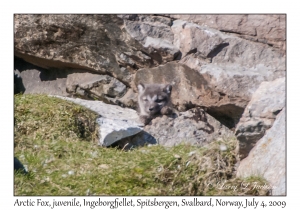 Arctic Fox