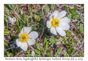 Mountain Avens