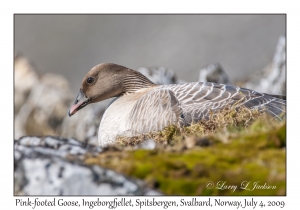 Pink-footed Goose