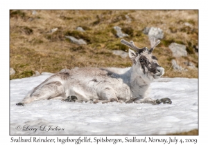 Svalbard Reindeer