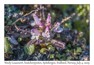 Wooly Lousewort