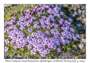 Moss Campion