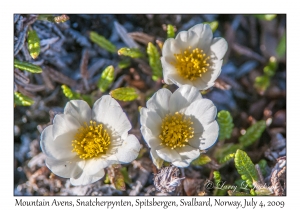 Mountain Avens