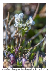 Lapland Whitlow-grass