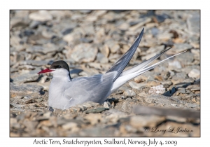 Arctic Tern