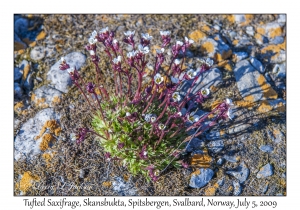 Tufted Saxifrage