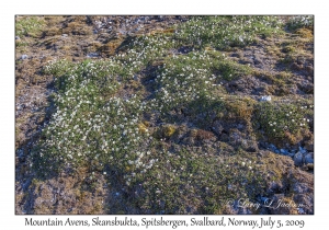 Mountain Avens