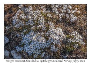 Fringed Sandwort