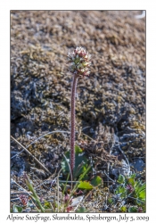 Alpine Saxifrage