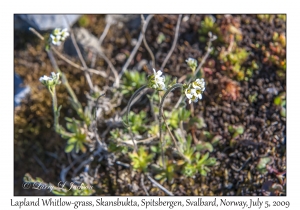 Lapland Whitlow-grass