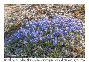 Boreal Jacob's Ladder