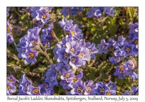 Boreal Jacob's Ladder