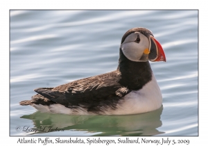 Atlantic Puffin