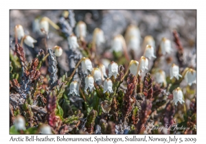 Arctic Bell-heather