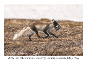 Arctic Fox