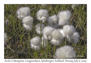 Arctic Cottongrass
