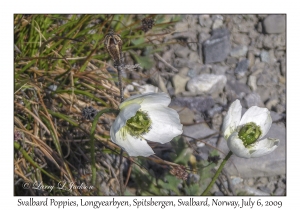 Svalbard Poppies