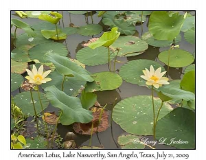 American Lotus