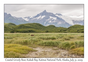 Coastal Grizzly Bear