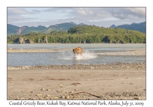 Coastal Grizzly Bear