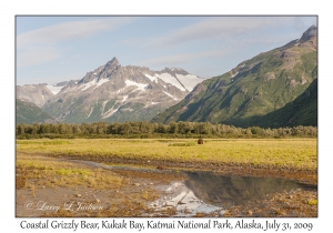 Coastal Grizzly Bear