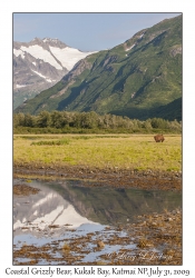 Coastal Grizzly Bear