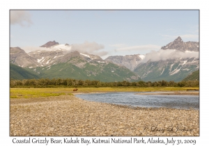 Coastal Grizzly Bear