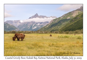 Coastal Grizzly Bear