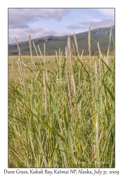 Dune Grass