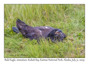 Bald Eagle