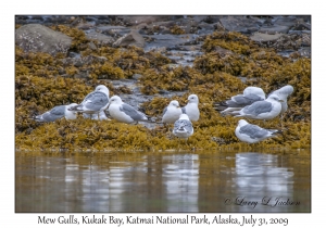 Mew Gulls