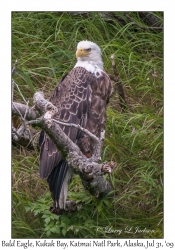 Bald Eagle