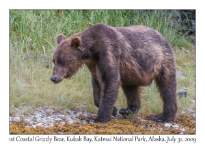 1st Coastal Grizzly Bear