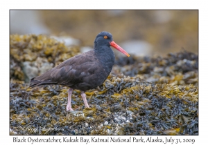 Black Oystercatcher