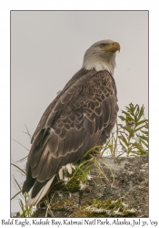 Bald Eagle