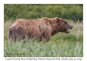 Coastal Grizzly Bear