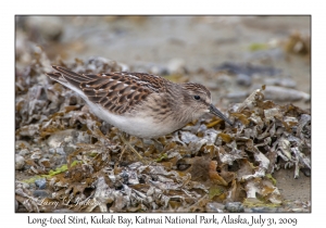 Long-toed Stint