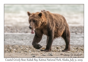 Coastal Grizzly Bear