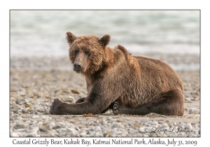 Coastal Grizzly Bear