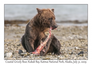 Coastal Grizzly Bear & Chum Salmon