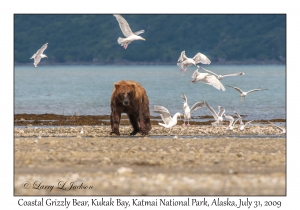 Coastal Grizzly Bear