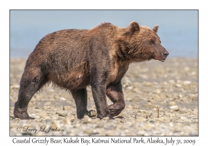 Coastal Grizzly Bear