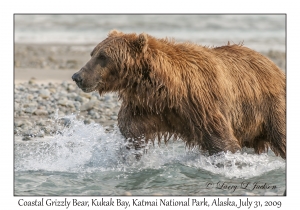 Coastal Grizzly Bear